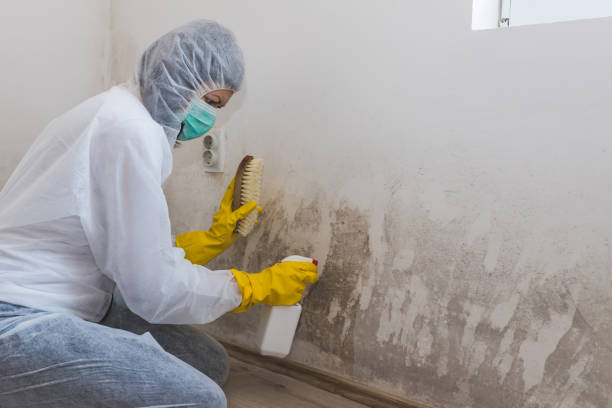 Best Mold Removal and Inspection  in Keeseville, NY
