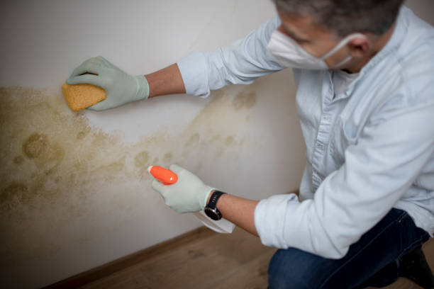 Best Certified Mold Removal  in Keeseville, NY
