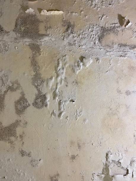 Best Office Mold Removal Services  in Keeseville, NY
