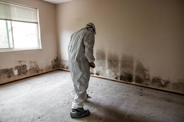 Professional Mold Removal in Keeseville, NY
