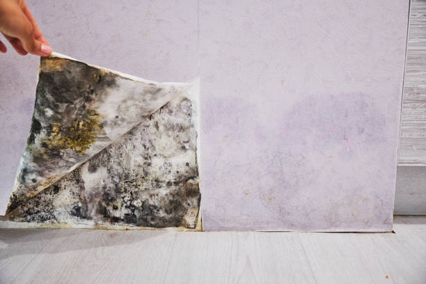 Best Local Mold Removal Service  in Keeseville, NY
